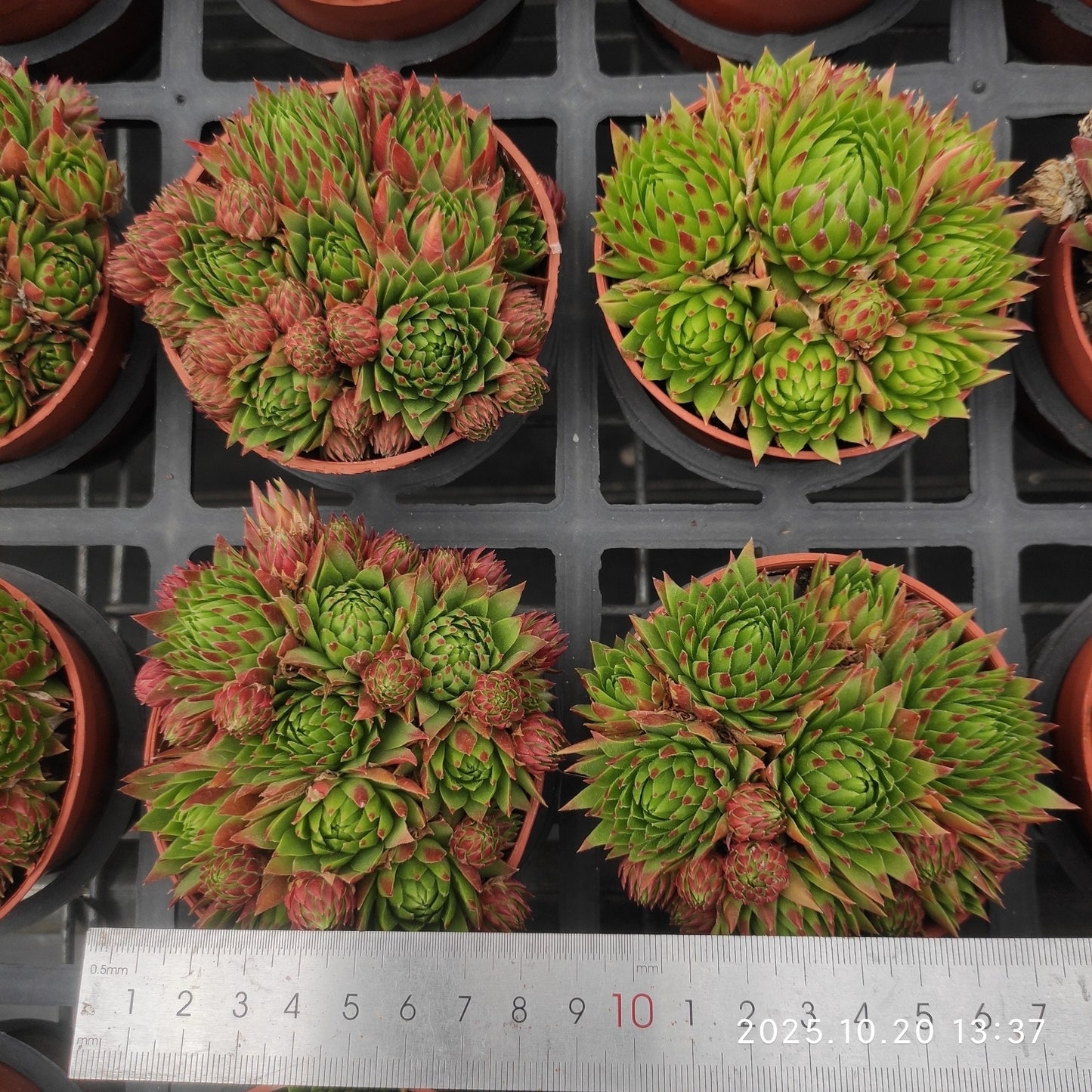 18484 ジョブ　オーリアニー（9cm pot）