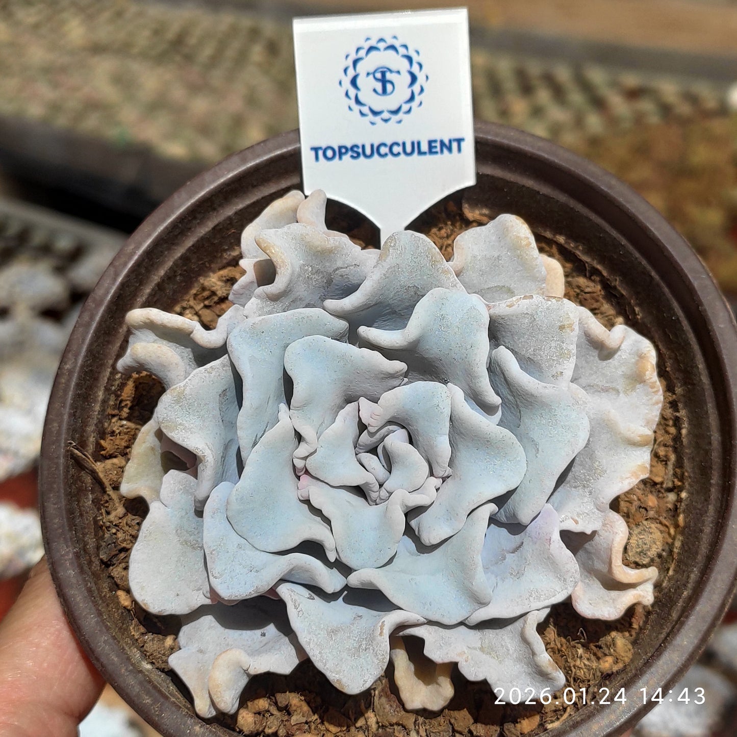 THH027 クリスペートビューティ