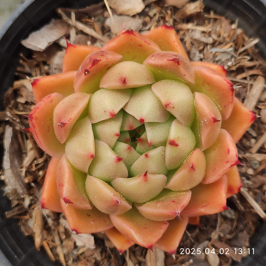 XY156 グリーンペッパー（ピーマン） (9cm pot)