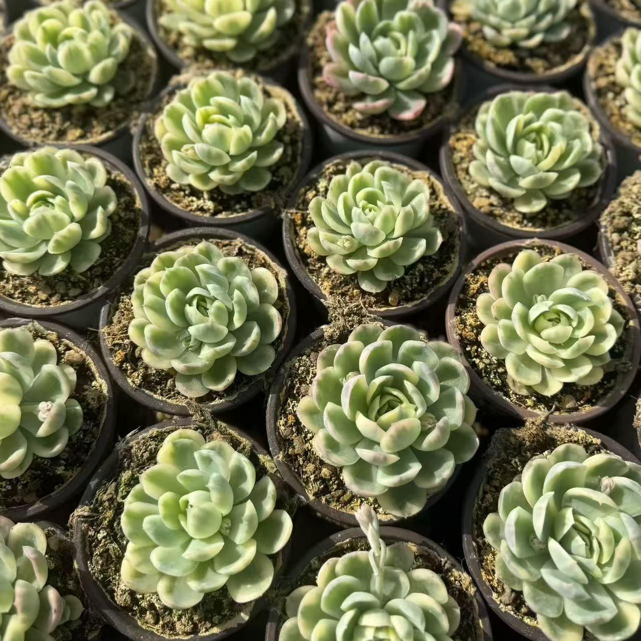 24670 ストロベリー アイス錦