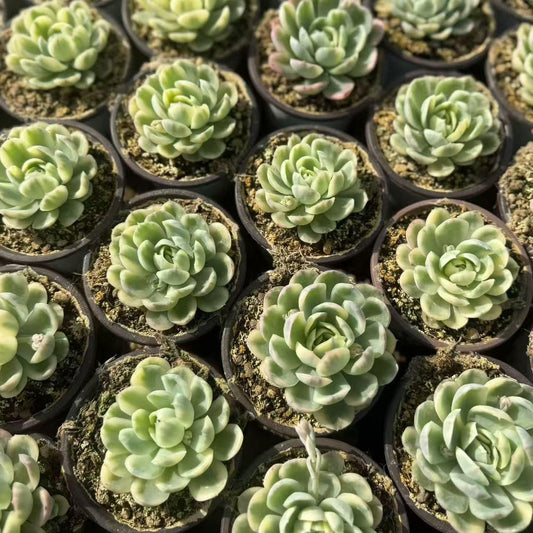 24670 ストロベリー アイス錦