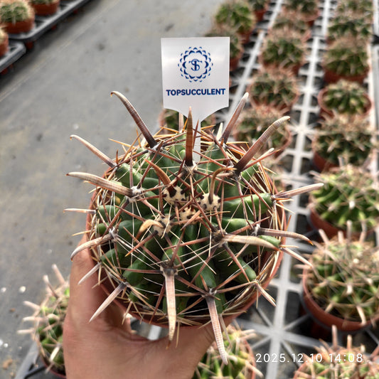 18781 巨鷲玉（12cm pot）