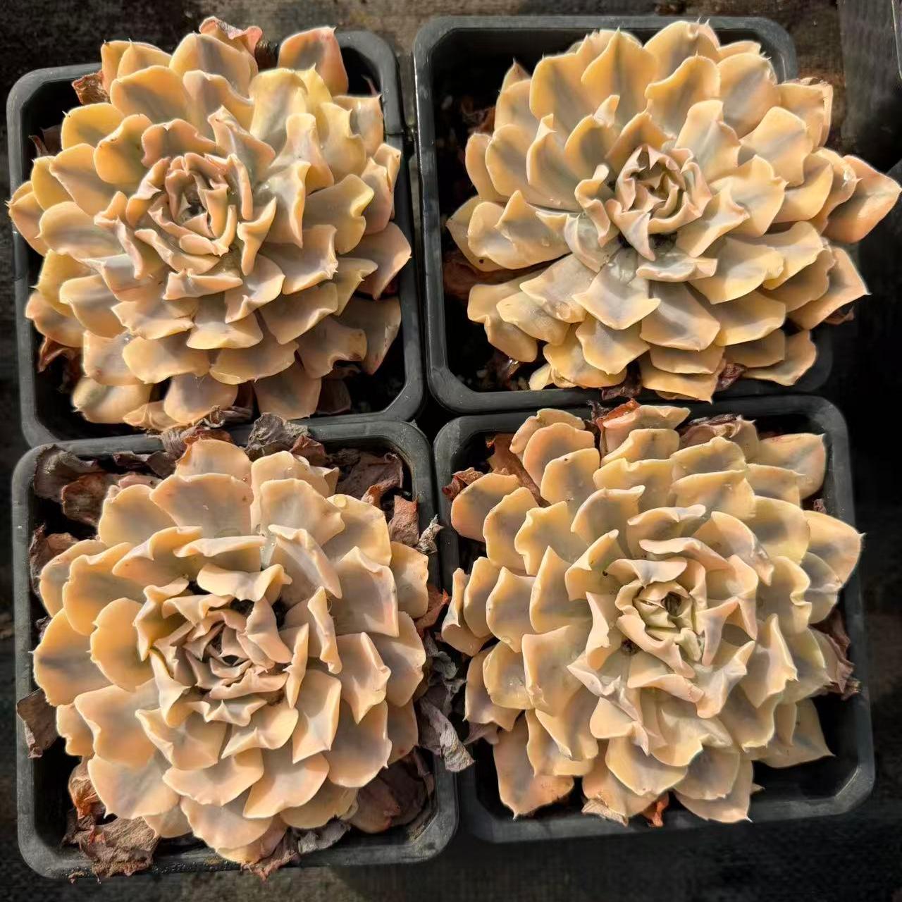 23362 リベリア錦（11cm pot）