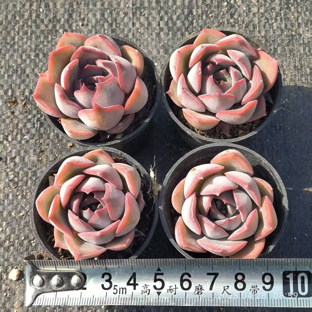 HBY074 ダークアイス(6.5cm pot)