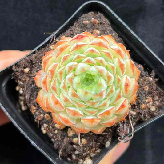 BL1881 パゴダ　ピオニー（7cm pot）