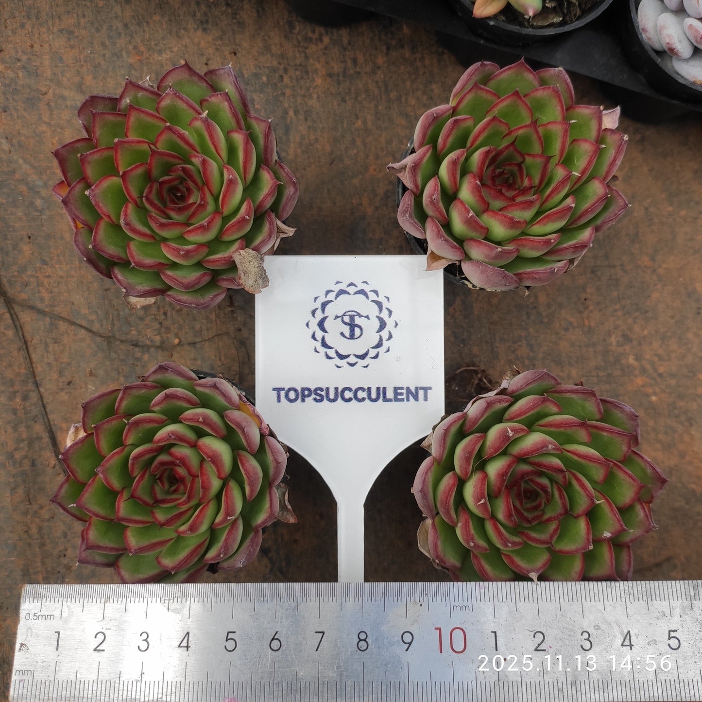 T1304 ファイヤーフライ（蛍）（5.5cm pot）