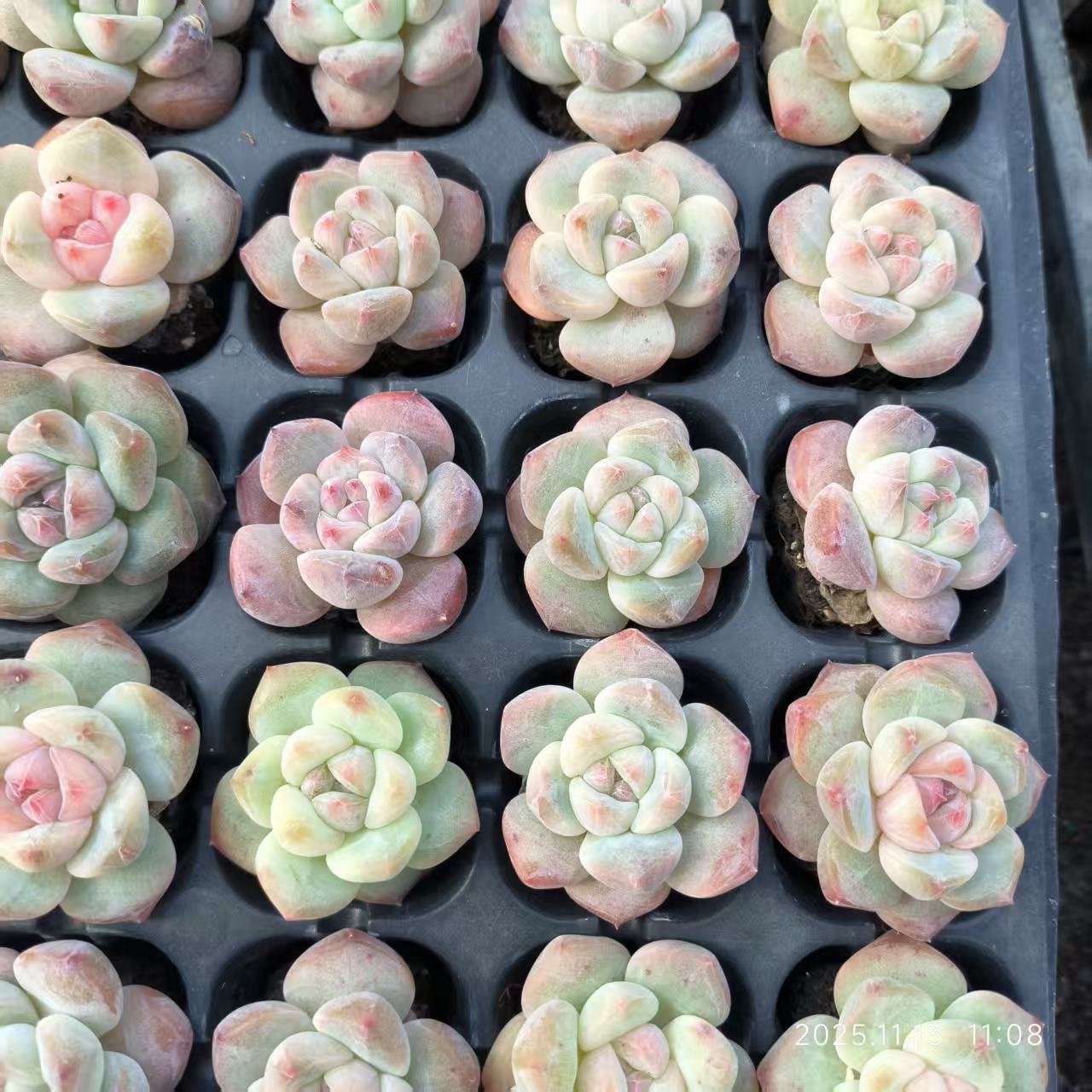 プラグトレー苗 20260115 – Top Succulent®