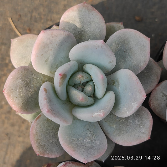 MMT748 チョーク （5.5cm pot）