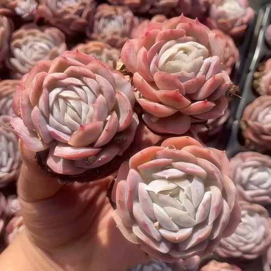 RC153 ポトシナ（3cm pot）