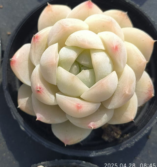 JC133 ヒューミリスhyb （5cm pot）