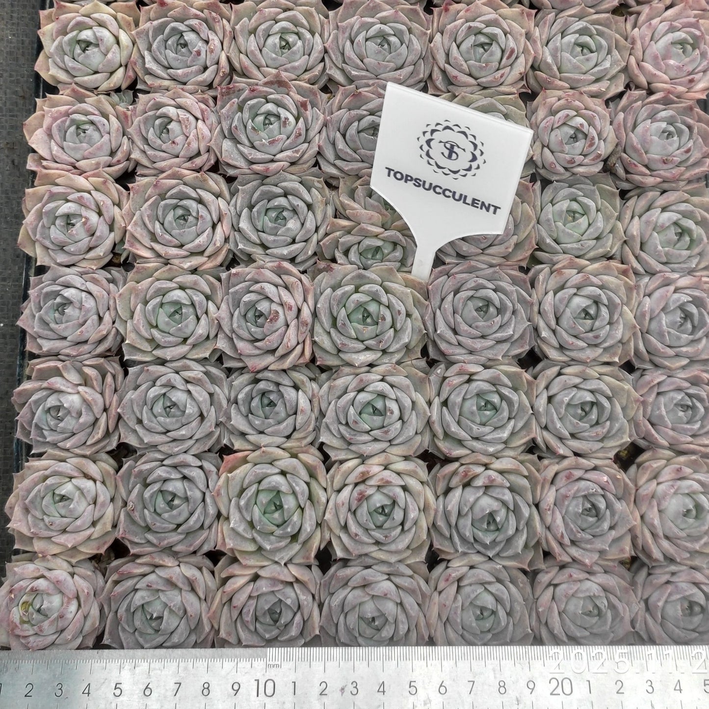 22139  ポセイドン（3cm pot）（ポット苗）