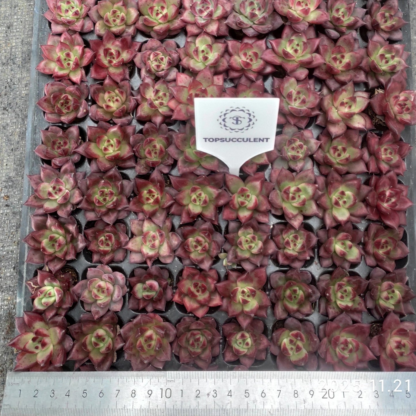 217411  アクエリアス（3cm pot）（ポット苗）