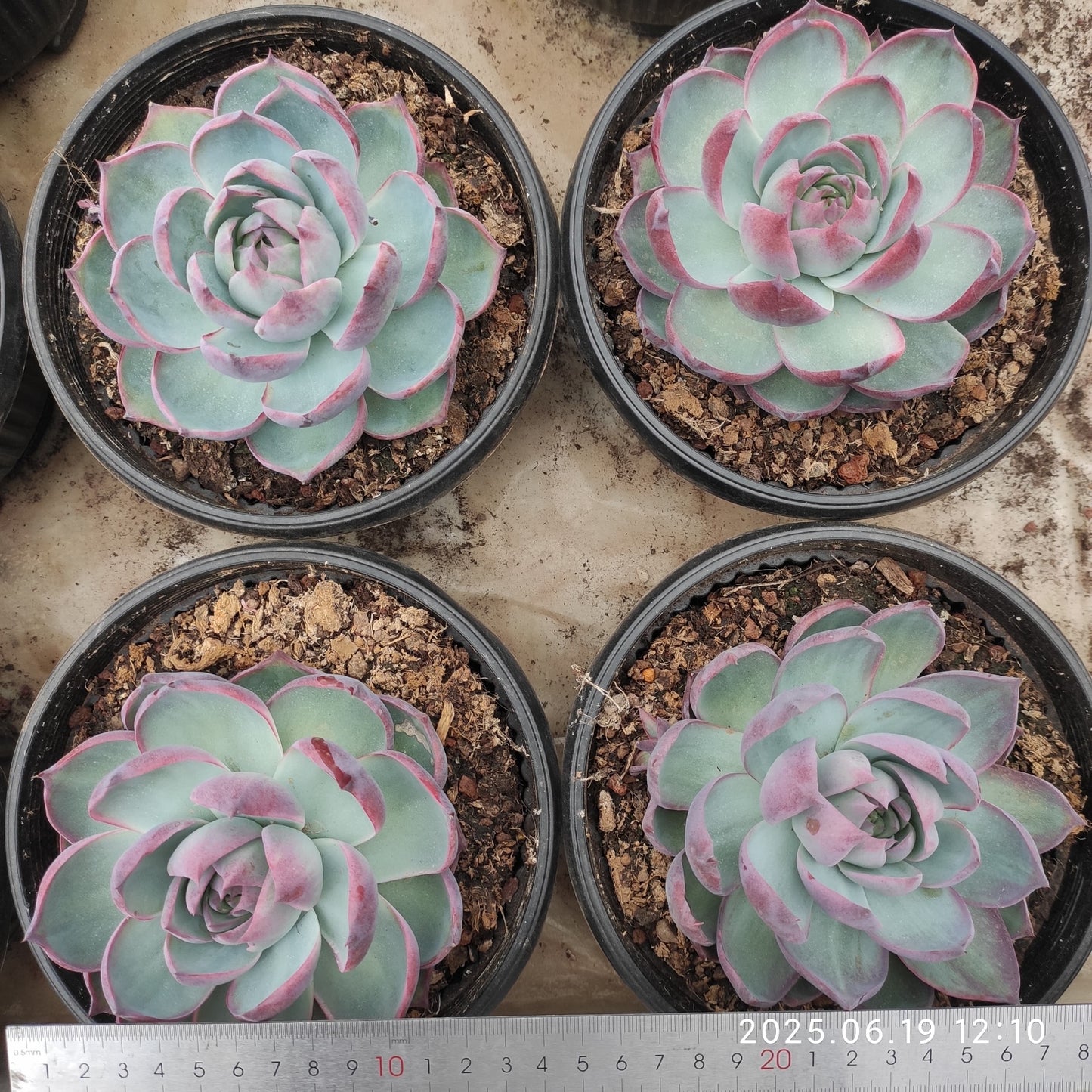 THH034 カシオ（16cm pot）