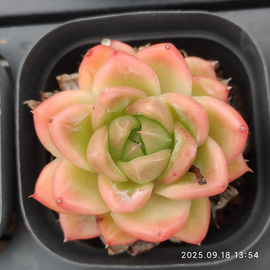 LMM395 ホワイトスノーエンジェル（6.5 cm pot）