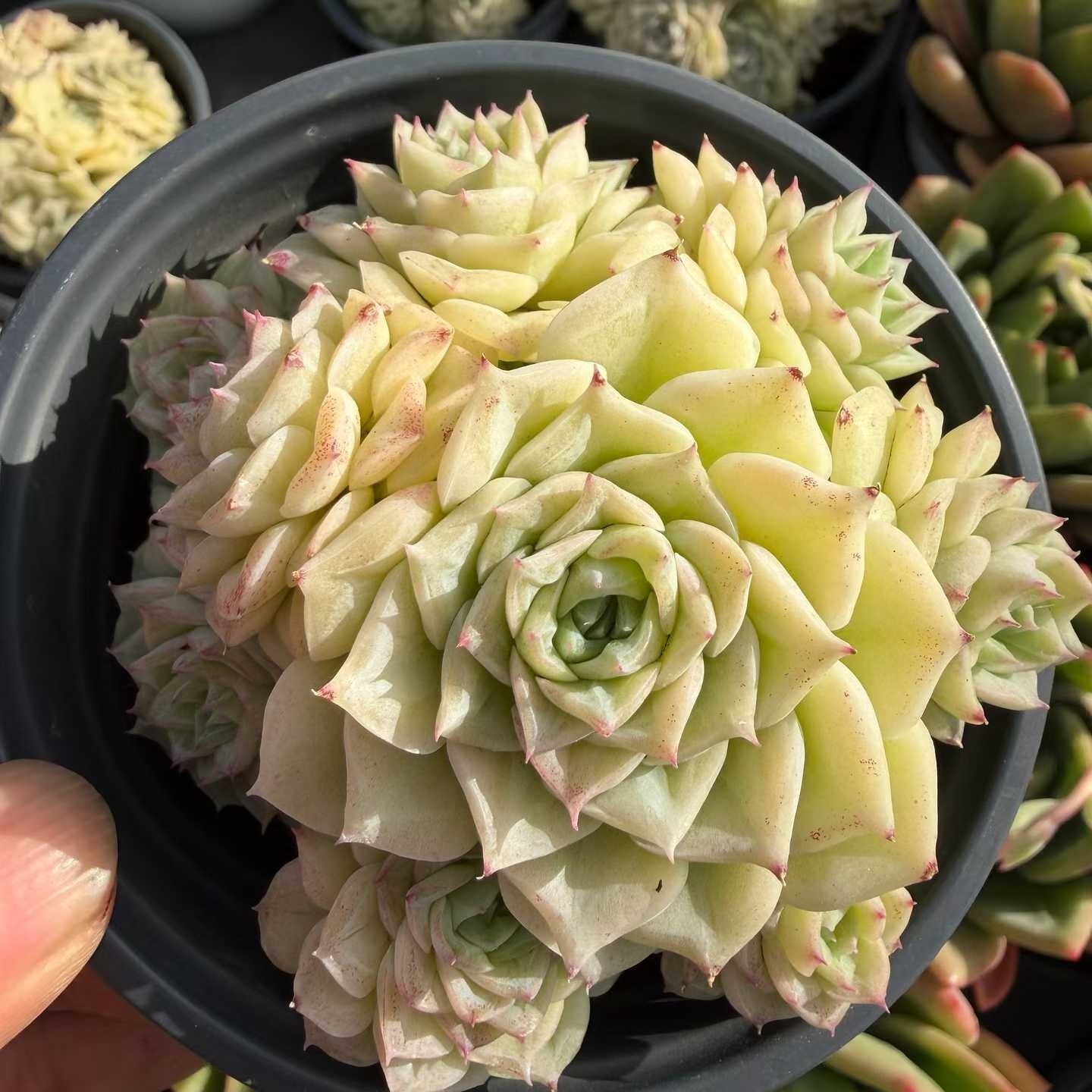 20050 ホワイトスワン（白鳥）