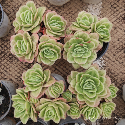 20195 アイスローズ錦（9cm pot）