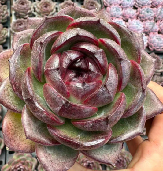 QNY151 ステュクス（10cm pot）