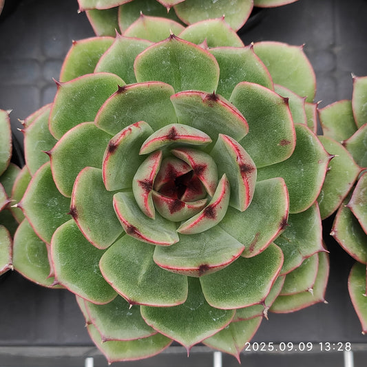 MMT843 ジェニーHyb（9cm pot）