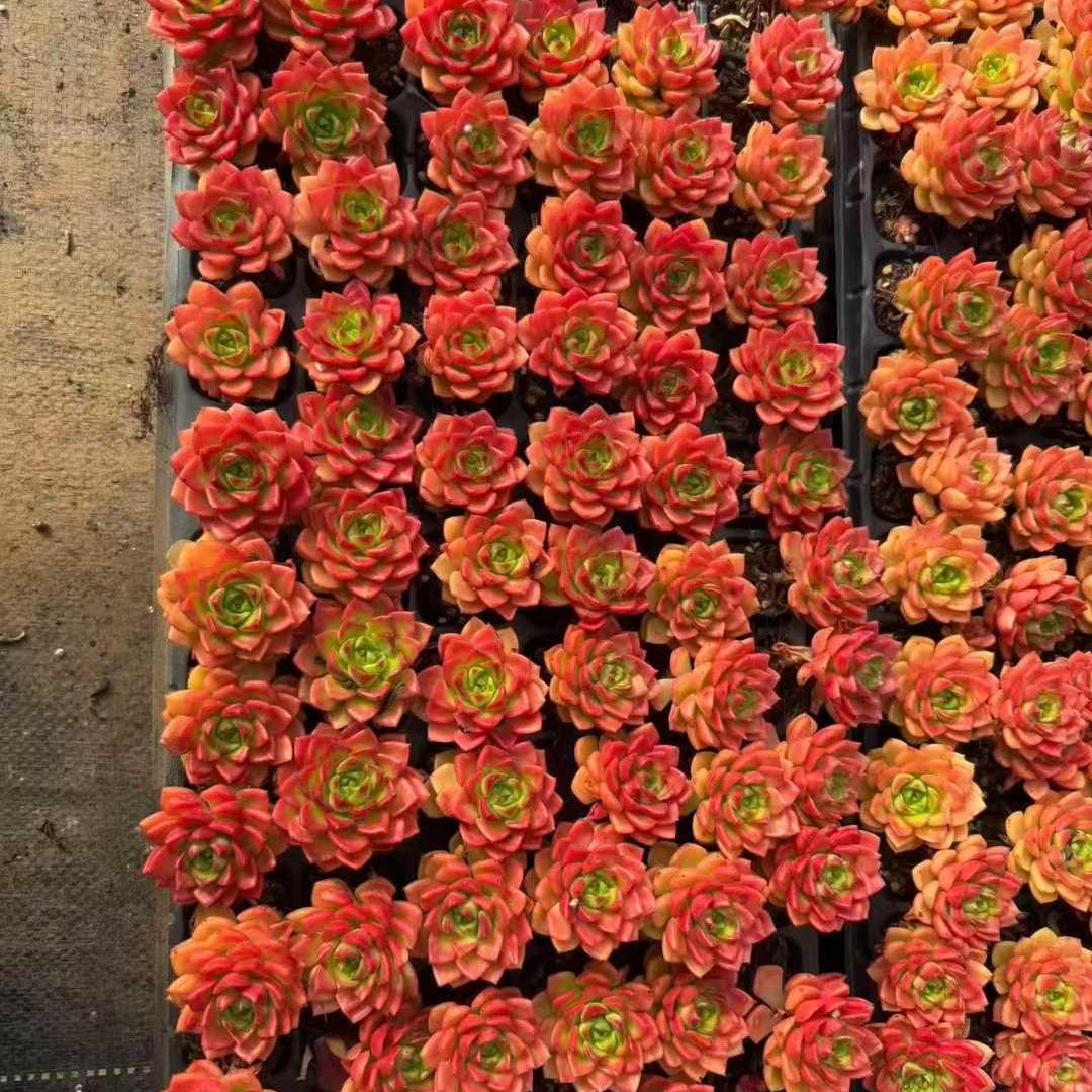 25317 レディジア