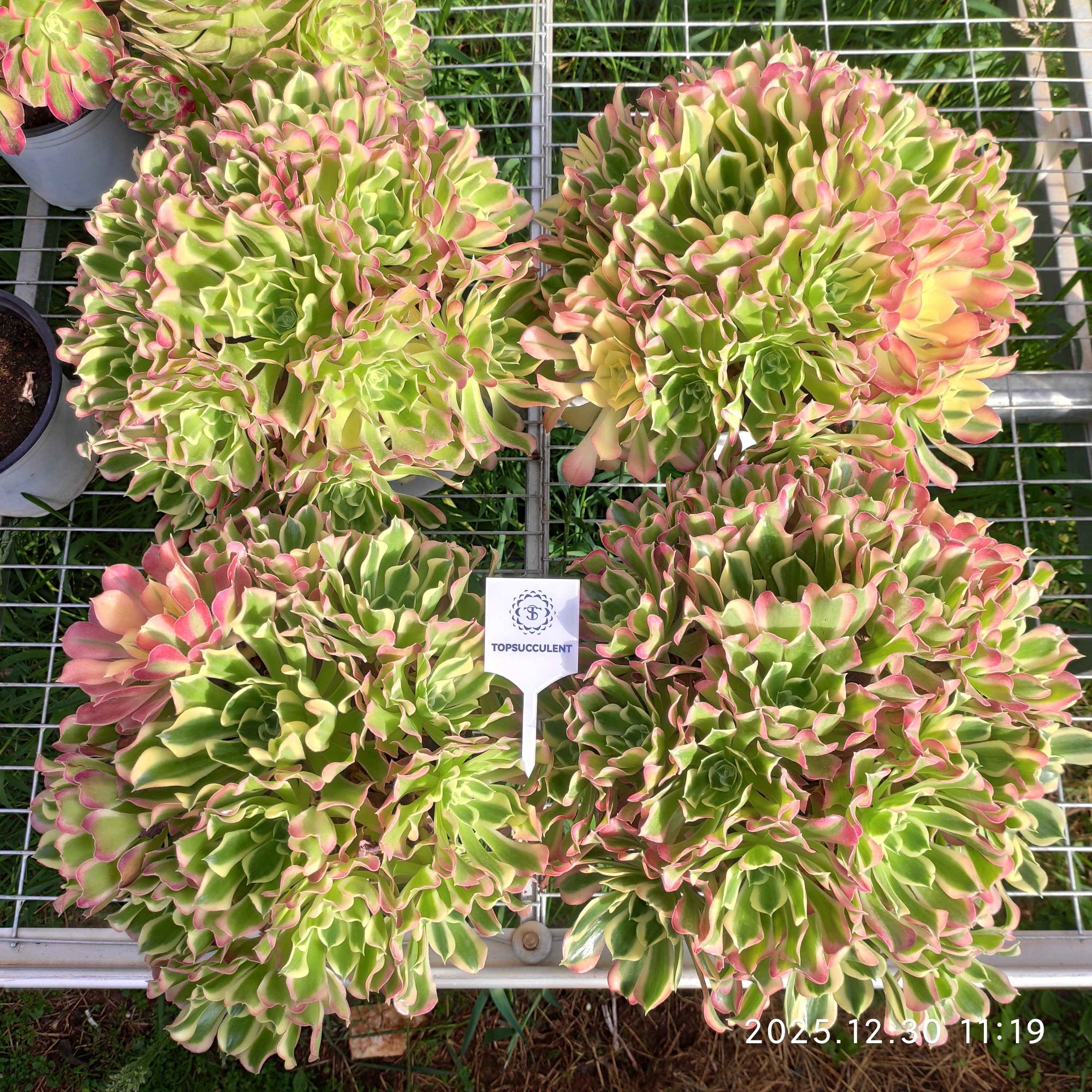 Top【選抜株】21826アエオニウム リバーストーンズ 24個 鉢無し/脱土