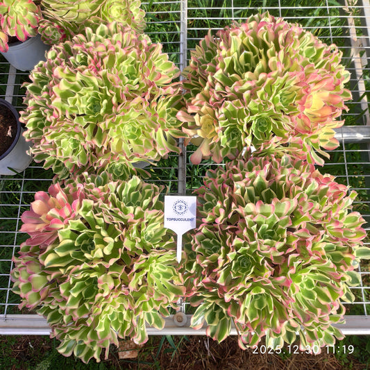 19411 アエオニウム リバーストーンズ