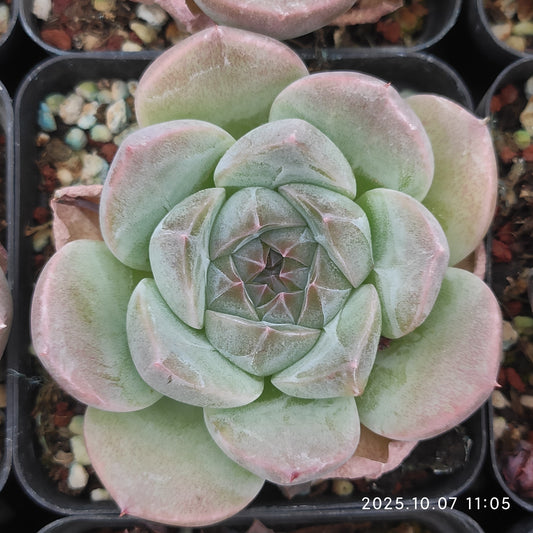 XQ1453 シック　モンローHyb（7cm pot）