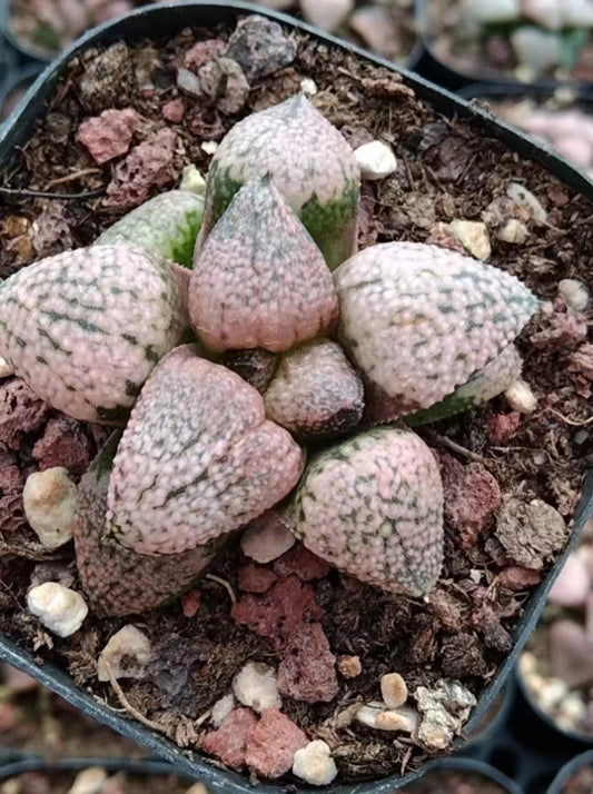 CS030 ピンクパ一ル (7cm pot)