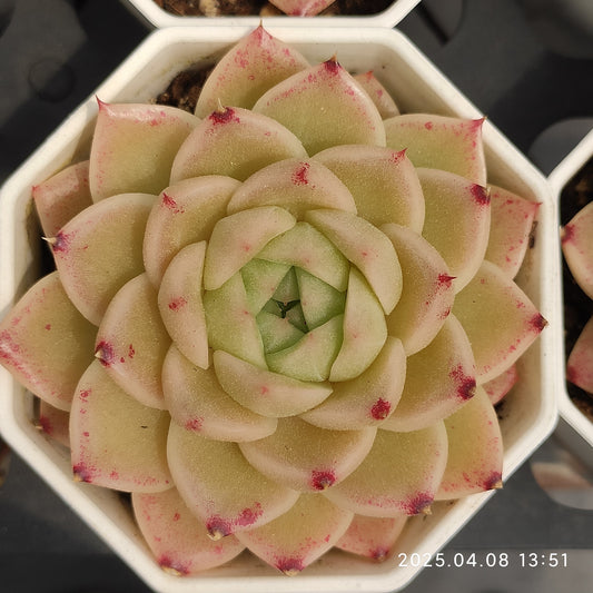 WWA333 モーニンググロー （7cm pot）