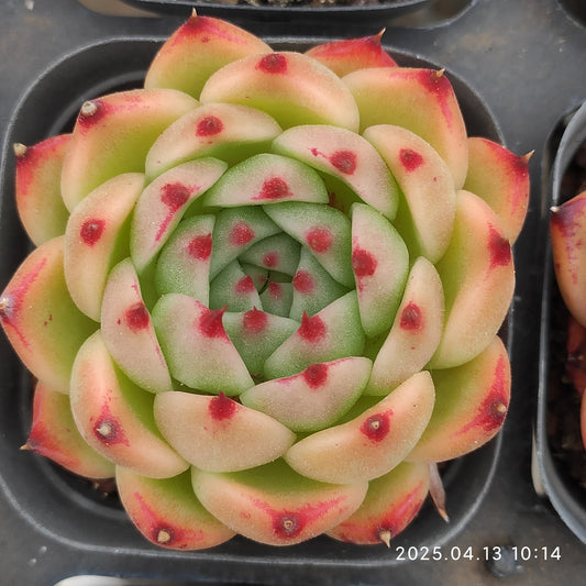 LMM385 ラウンディング（6.5 cm pot）