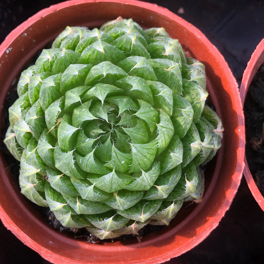 TPKM011 ハオルチア 桜水晶（9cm pot）