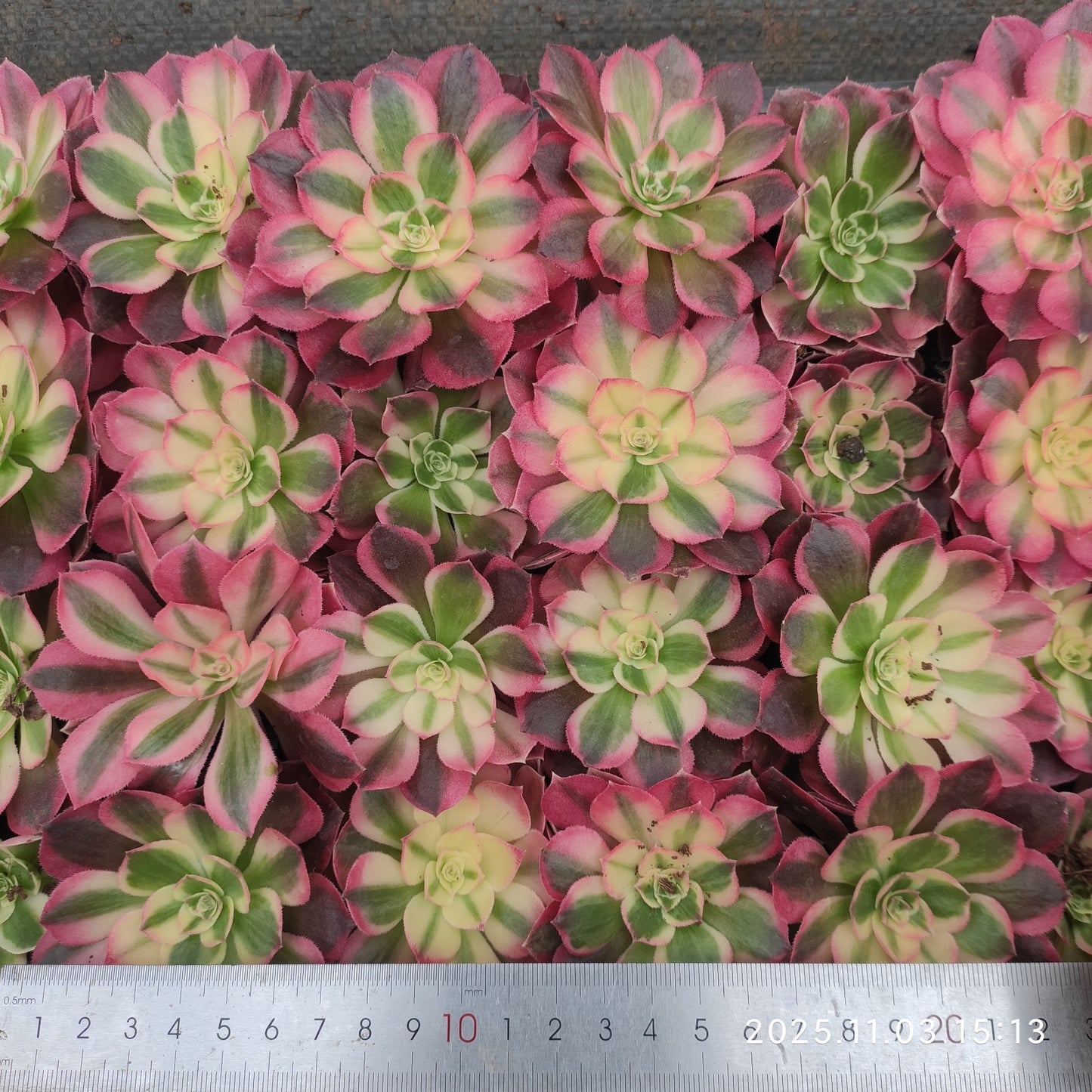 22313 ハーフ　シュガー（6cm pot）