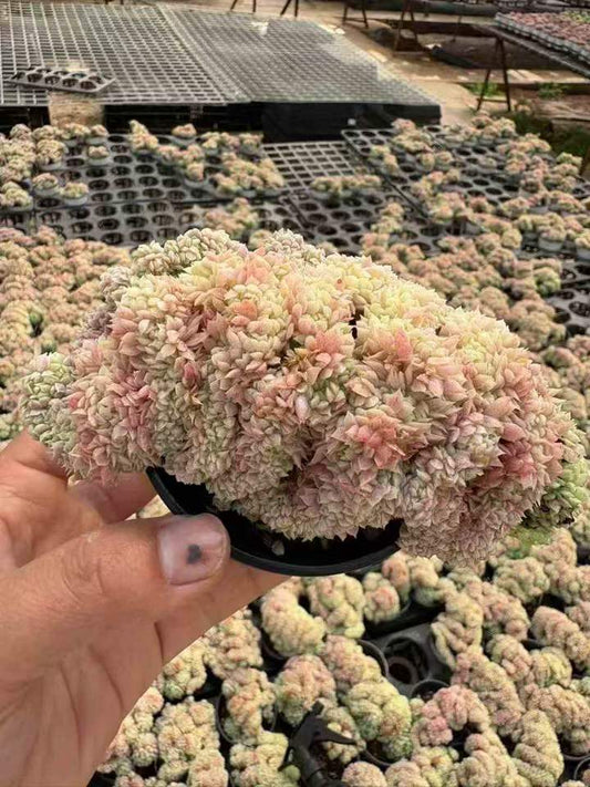 T26518 ボールオブファット綴化