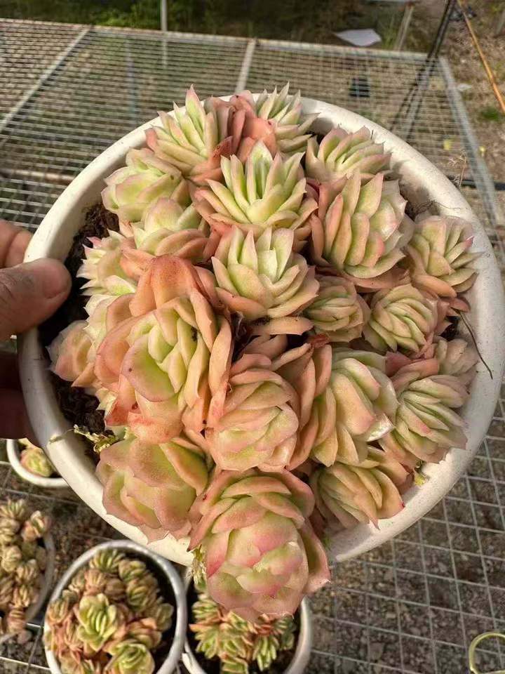 26605 アイスローズ錦