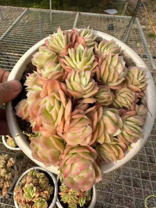 26605 アイスローズ錦