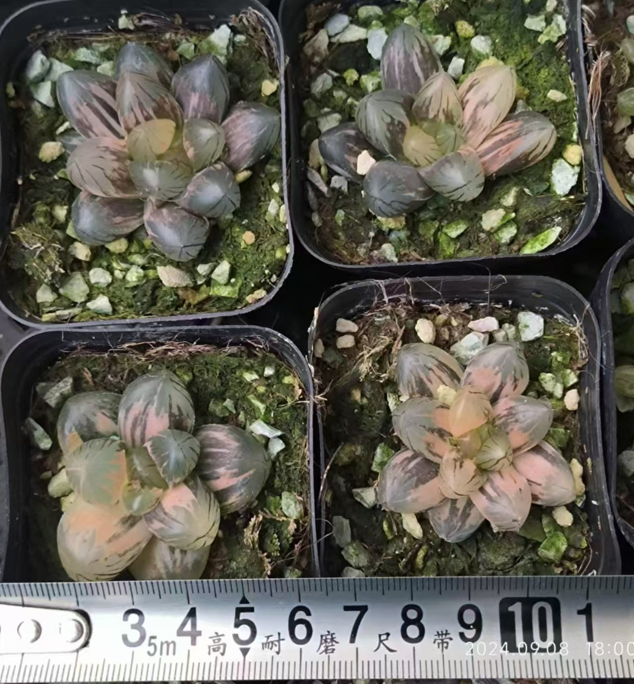 SJC372 OM錦（6.5cm pot）