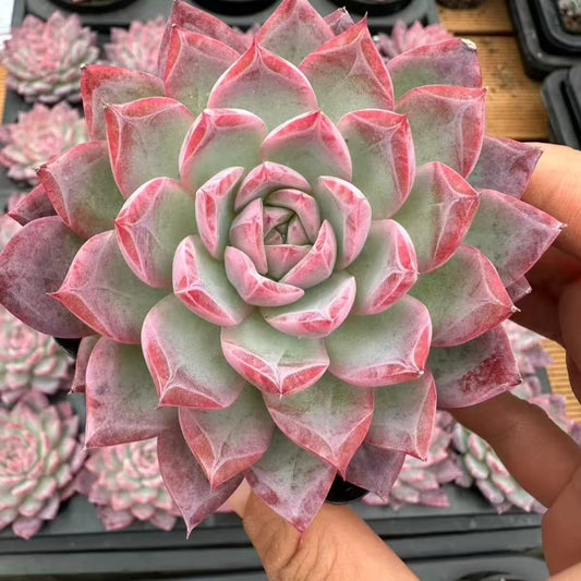 QNY152 チャーム（7cm pot）