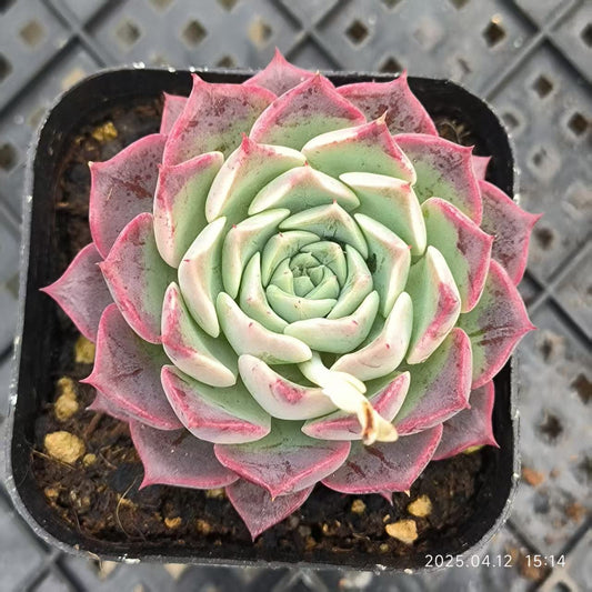 LG781 ラウンジ （6.5cm pot）