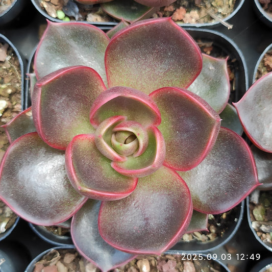 ZZA366 トラフィックライト（7cm pot）