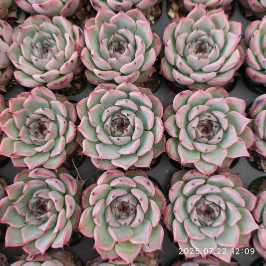 RC077 ジャスミン（3cm pot）