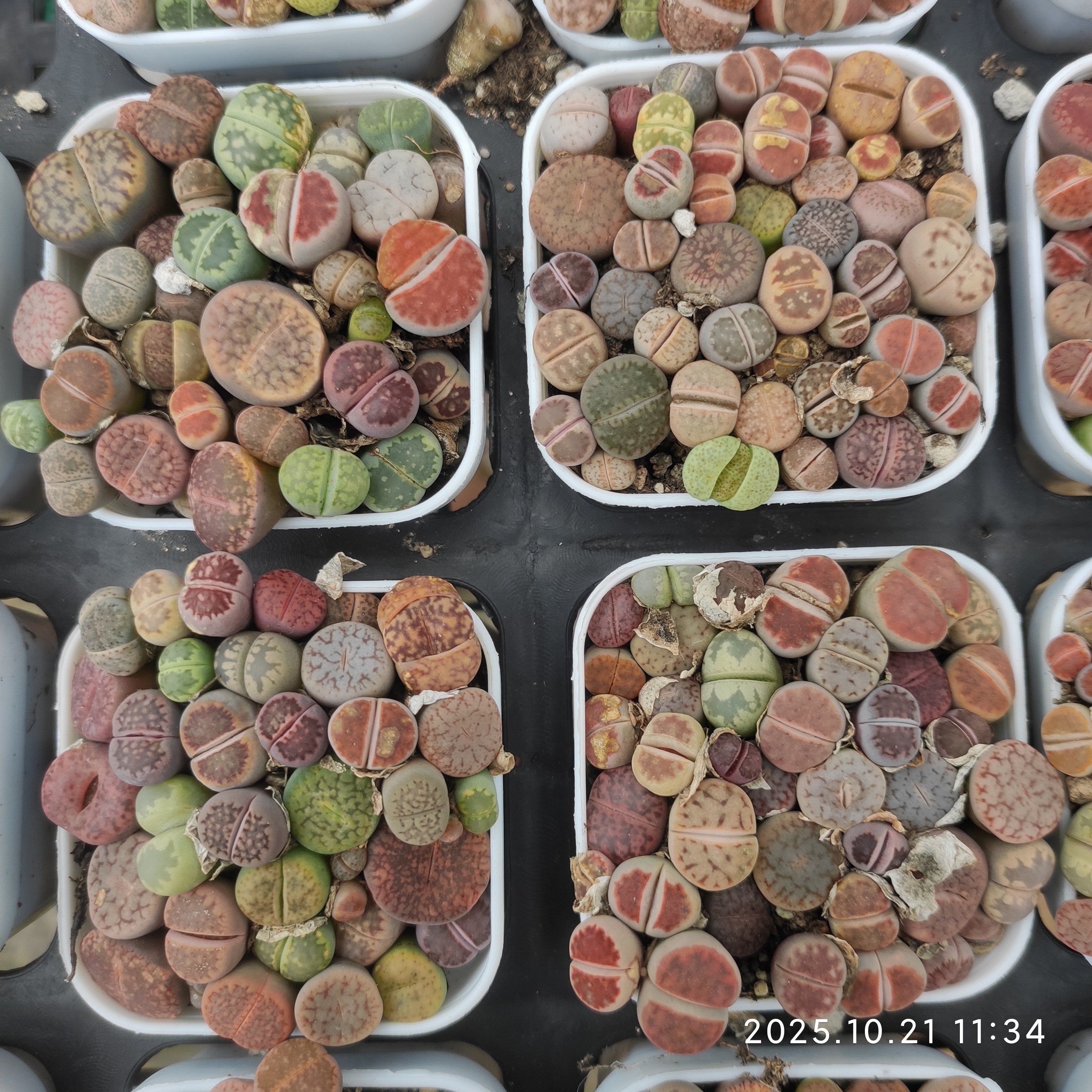 ポット苗 – Top Succulent®