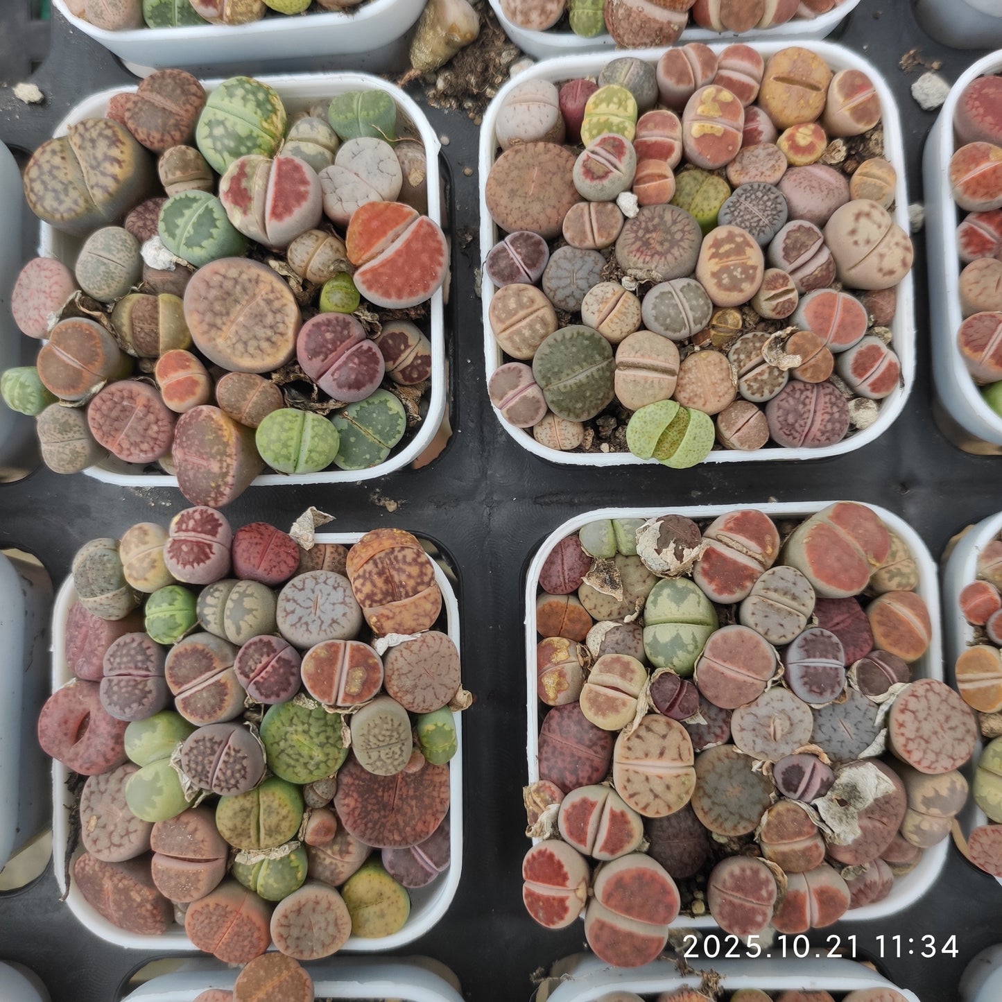 MMY1297-POT レスリエー x オーキャンピアエ（5.5cm pot）