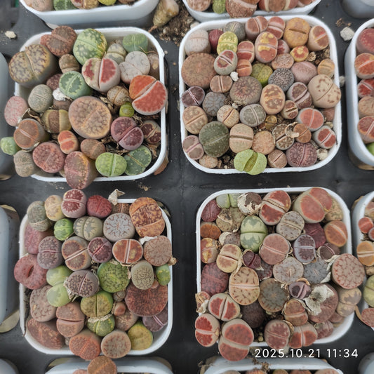 MMY1297-POT レスリエー x オーキャンピアエ（5.5cm pot）