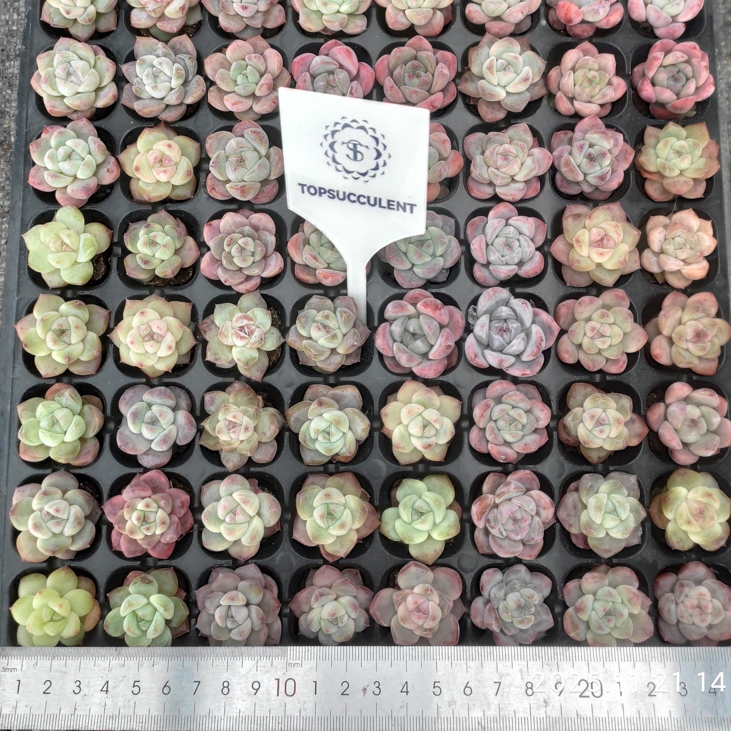 21745  アイスグリーンhyb（3cm pot）（ポット苗）