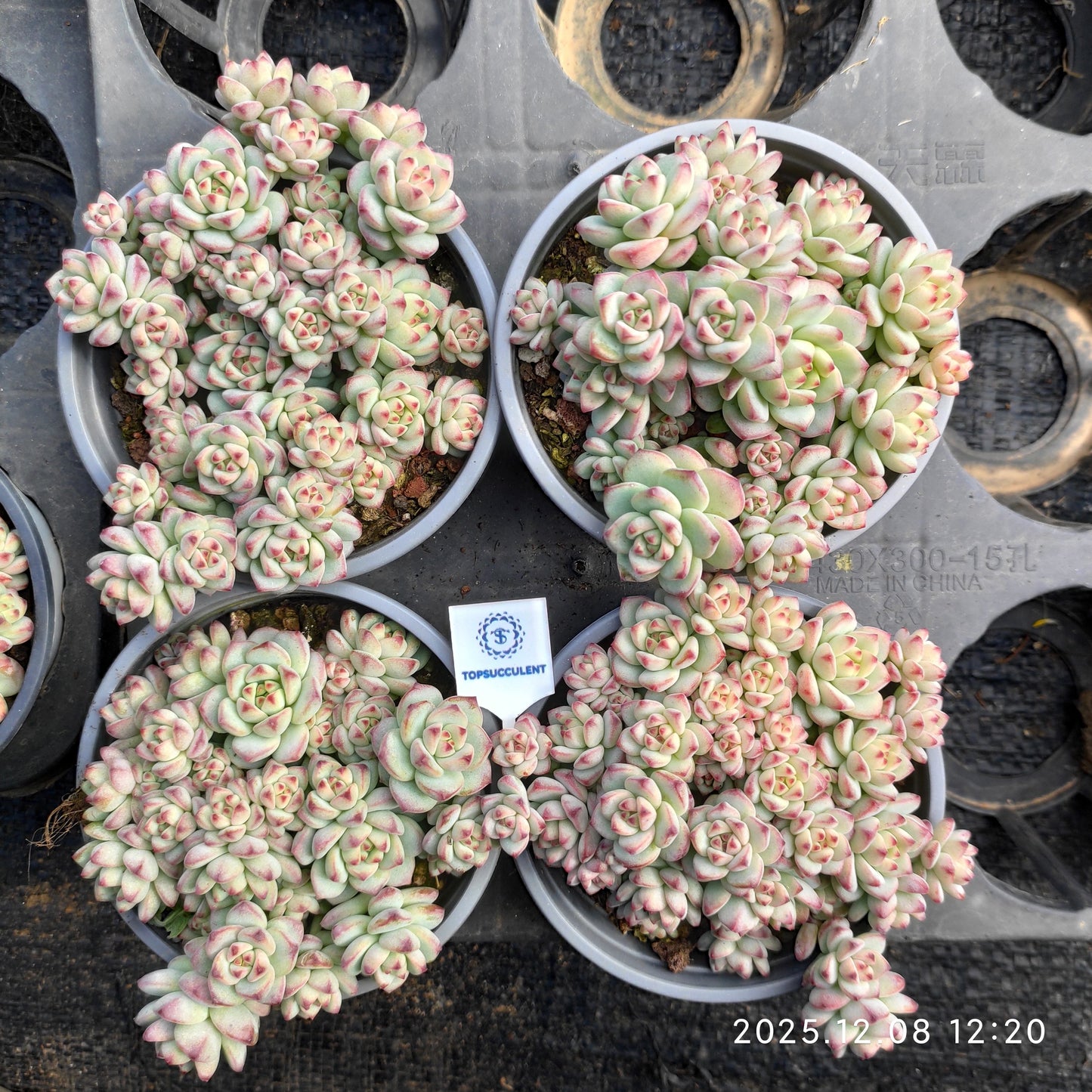 23225 キャラメルスプライト（9cm pot）