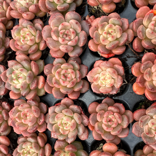 23523 パシフィックプリンセス（3cm pot）