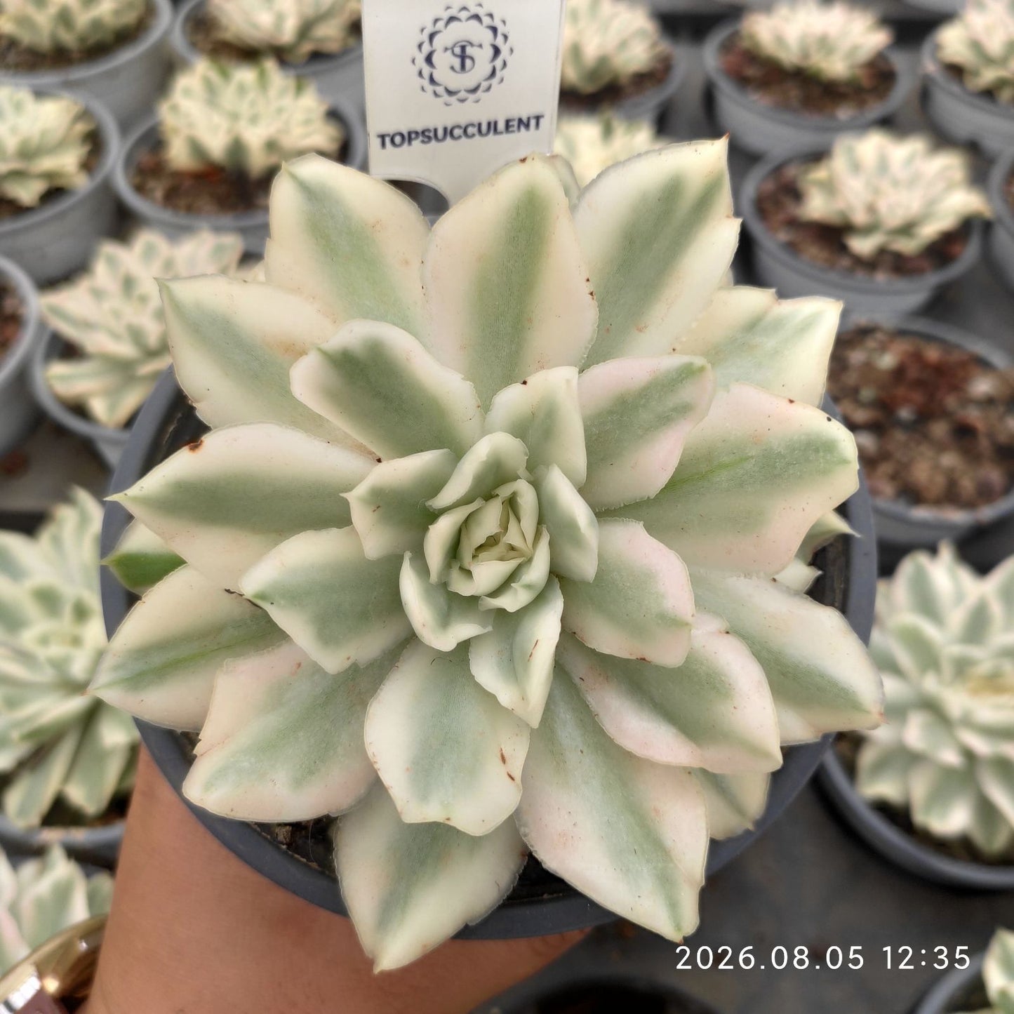 19093 パープル　バタフライ錦（9cm pot）