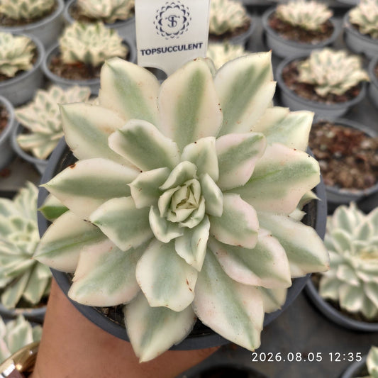19093 パープル　バタフライ錦（9cm pot）