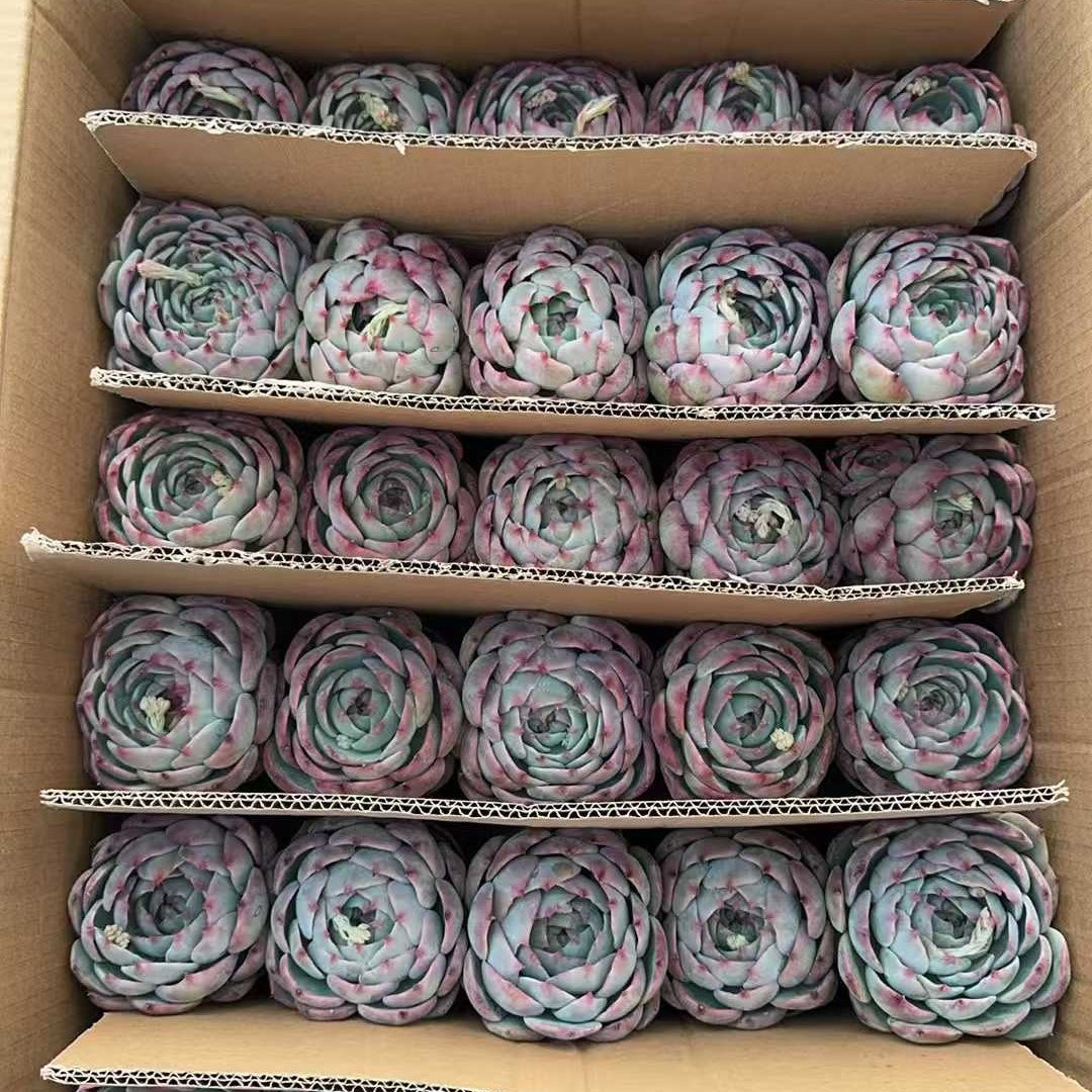 25714 フェアリー ドール