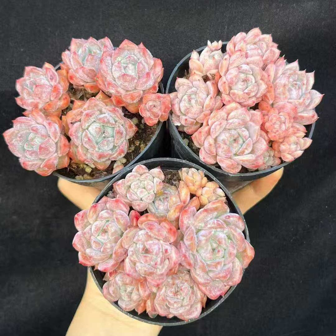 21992 ピンクアレックス（9cm pot）