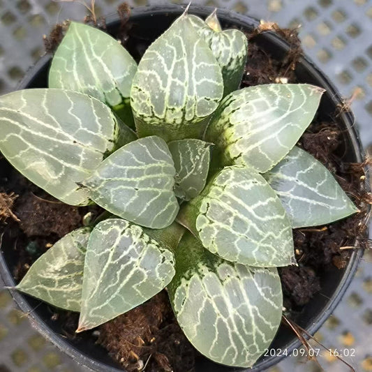 13144 水晶 スイショウ